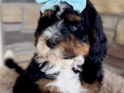 Bernedoodle