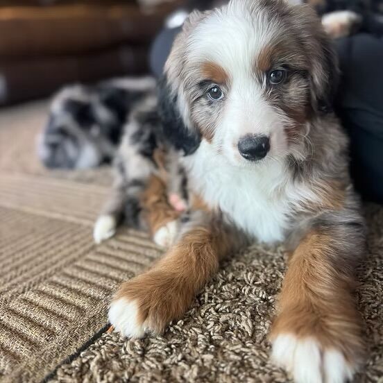 Australian Bernedoodles
