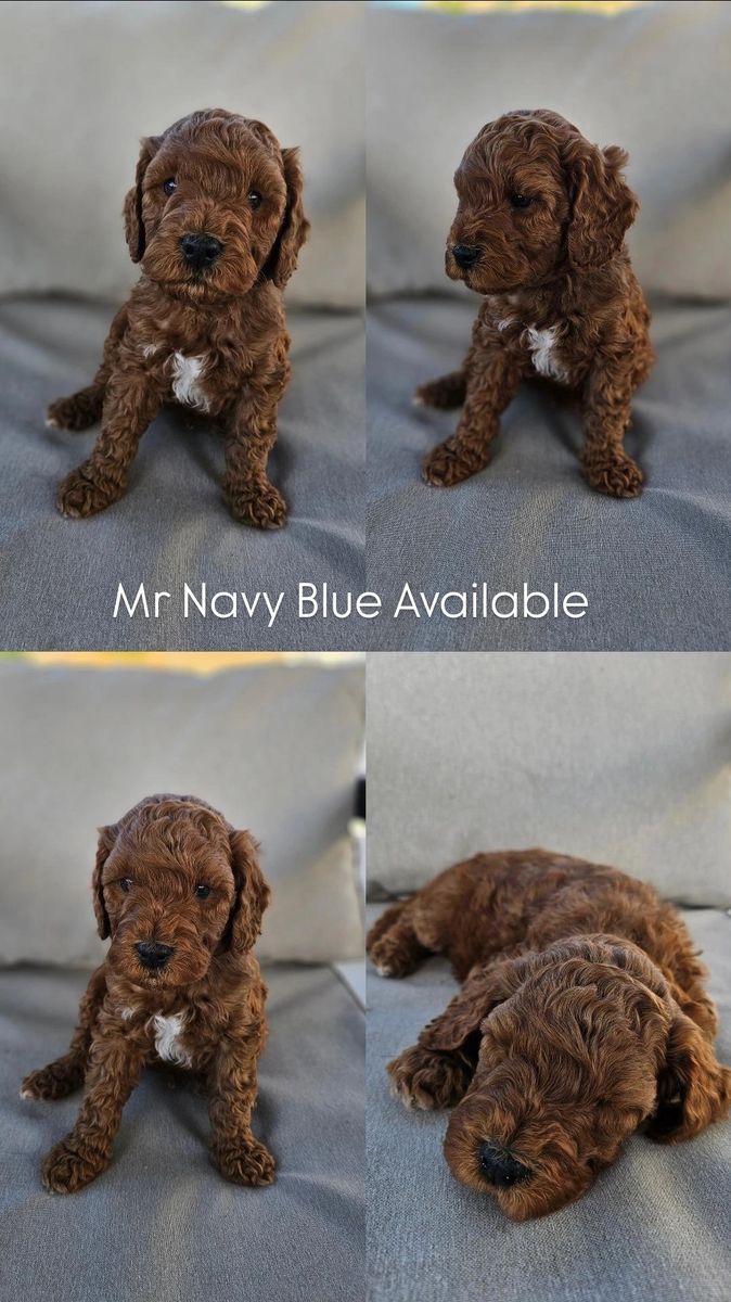 Mini and Medium Labradoodles
