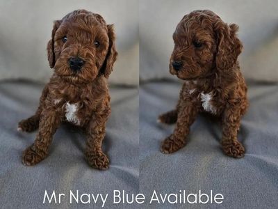 Mini and Medium Labradoodles