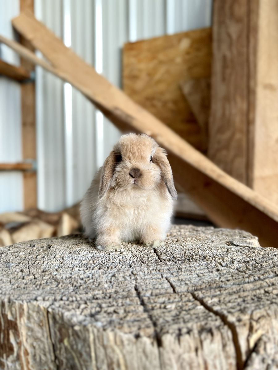 Harlequin Holland Lop Buck