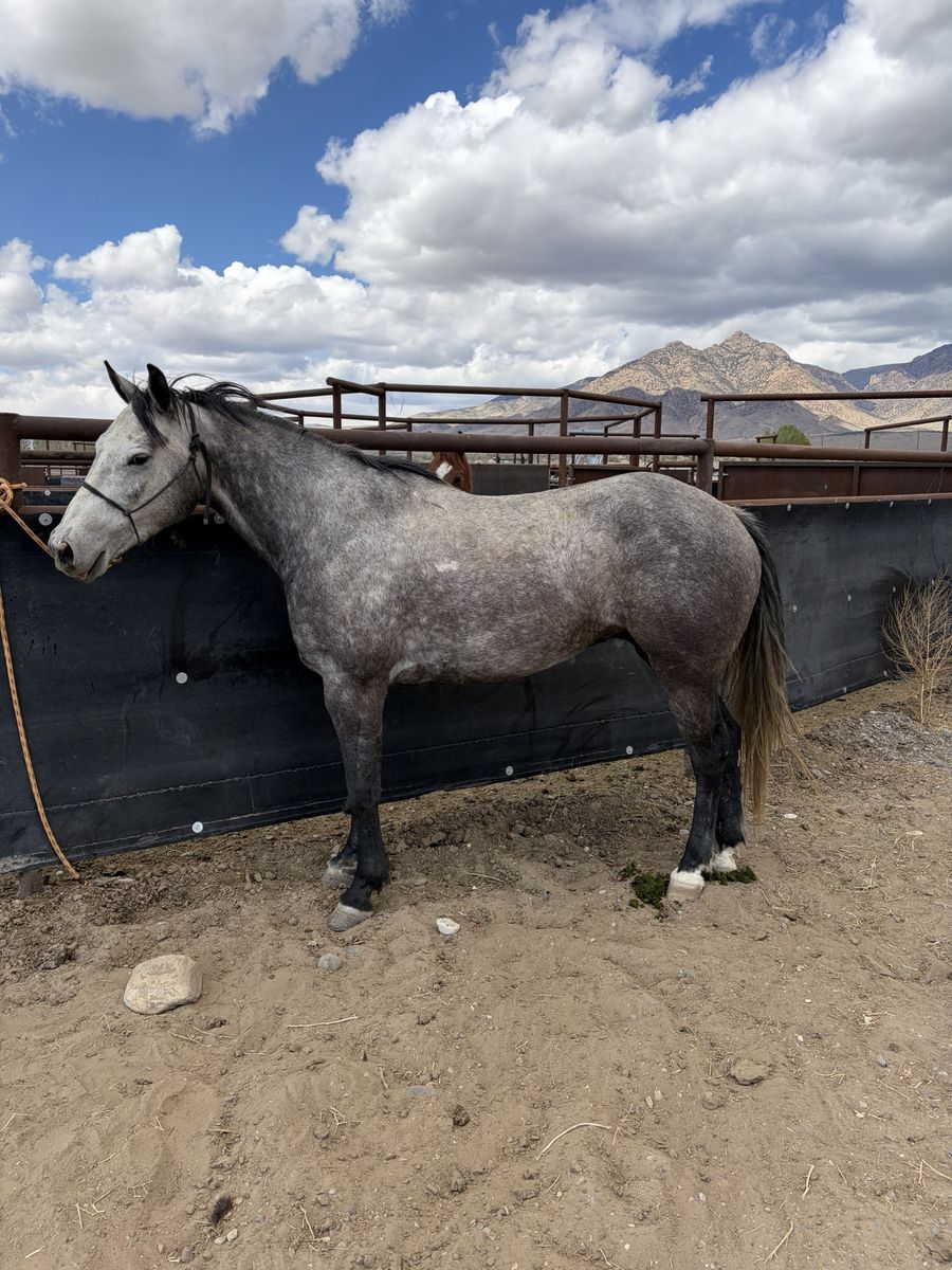 6 year old grade gelding