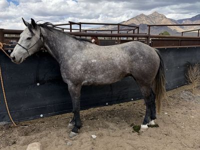 6 year old grade gelding