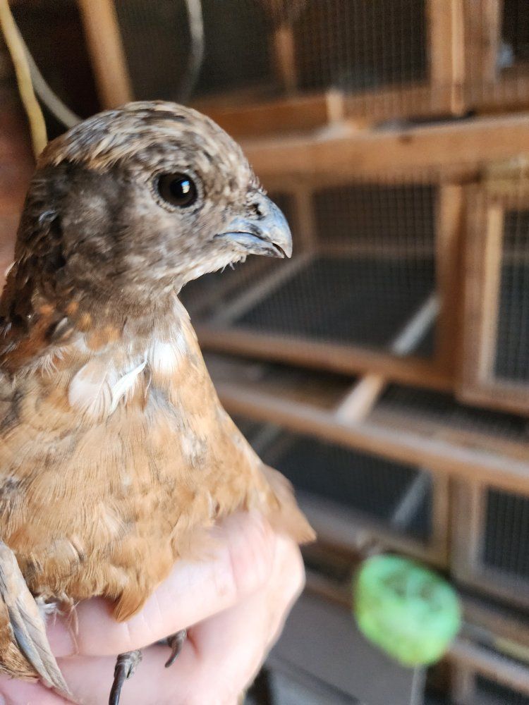 Bobwhite Quail - variety