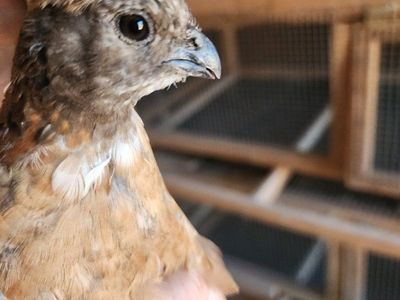 Bobwhite Quail - variety