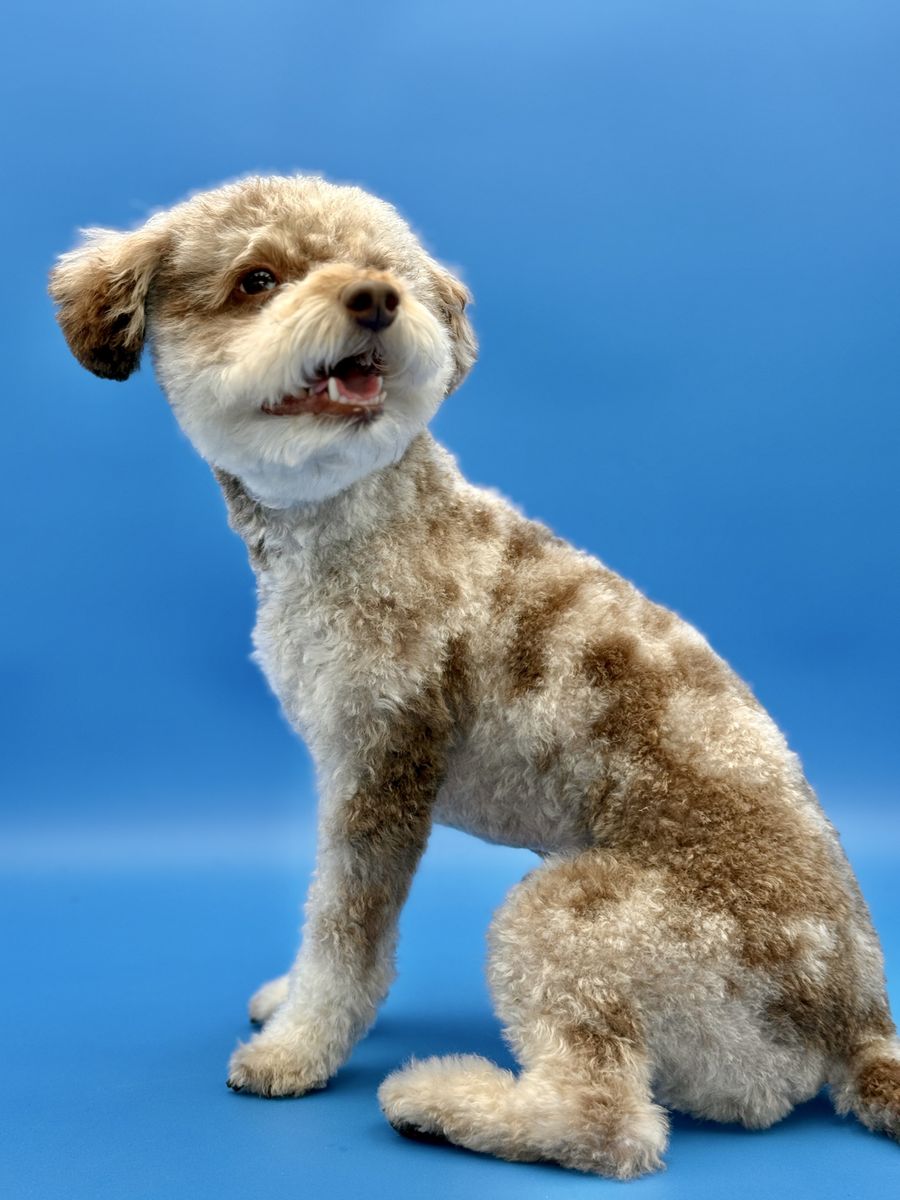 Poodle stud, CLEAR, 9#, chocolate Merle 🦄