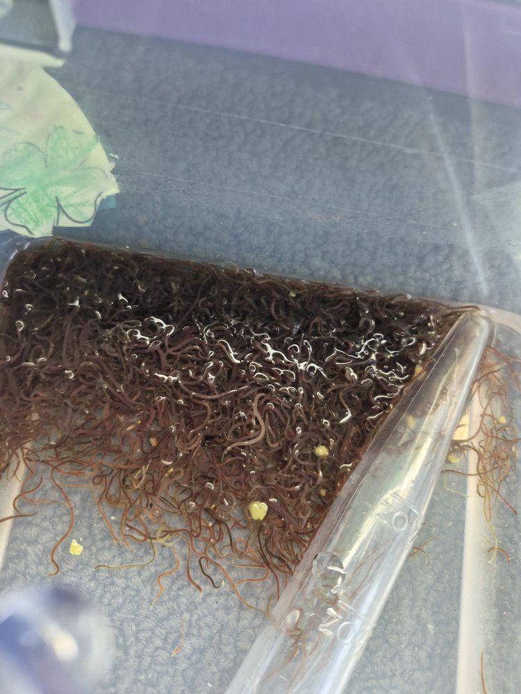 Live Blackworms for Fish Food