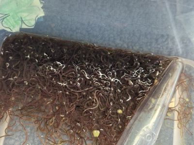 Live Blackworms for Fish Food