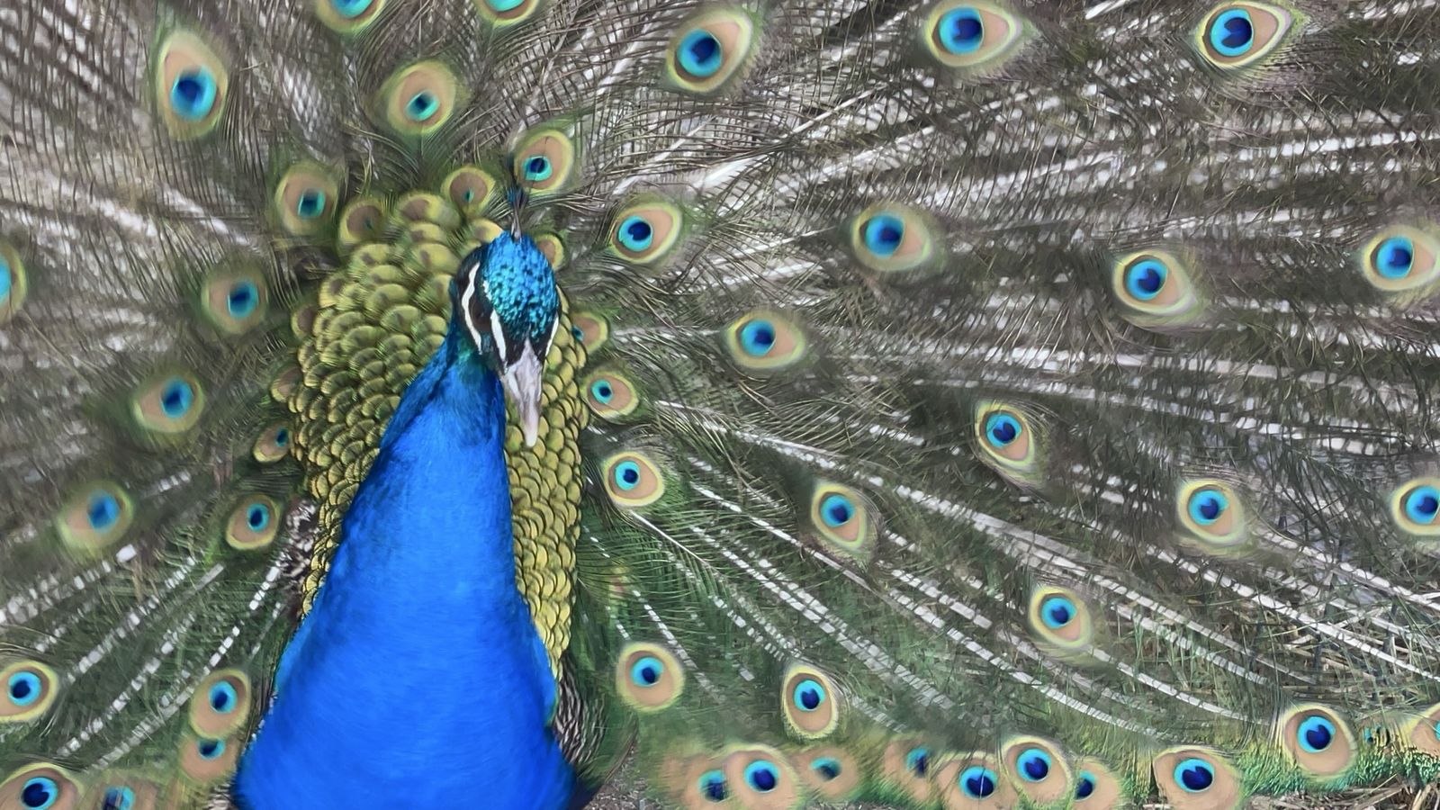 Indian Blue Peacock