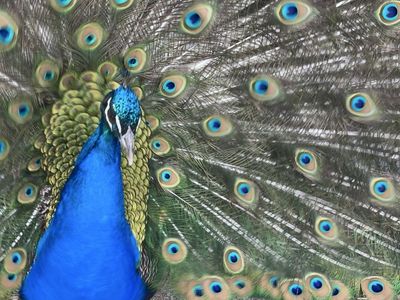 Indian Blue Peacock