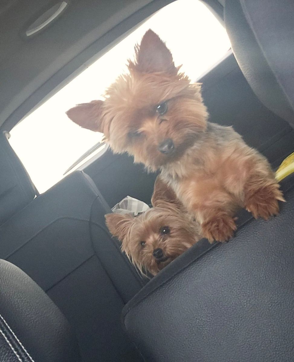 Yorkie Stud