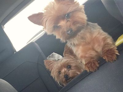 Yorkie Stud