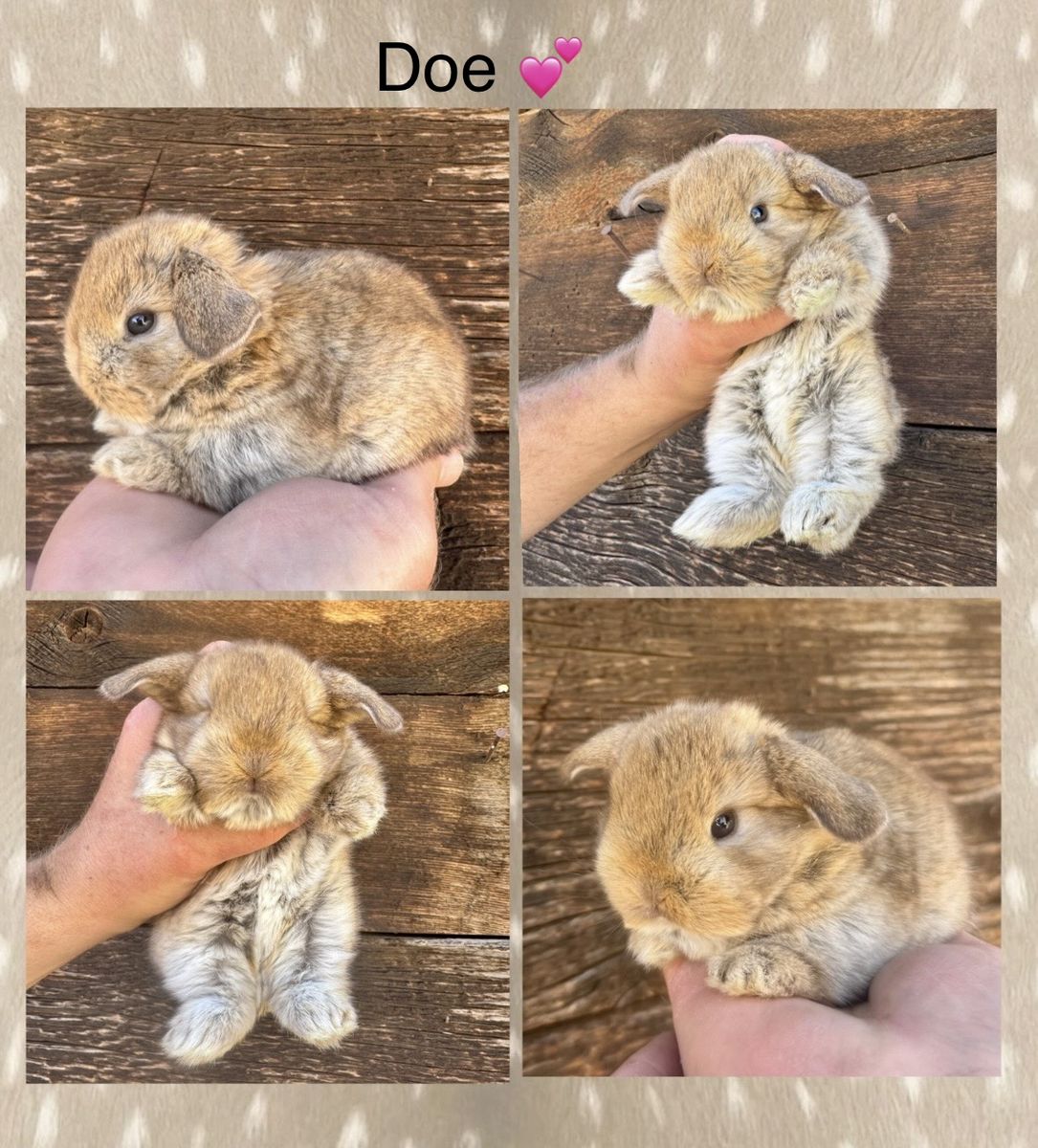 Pedigreed Holland Lops