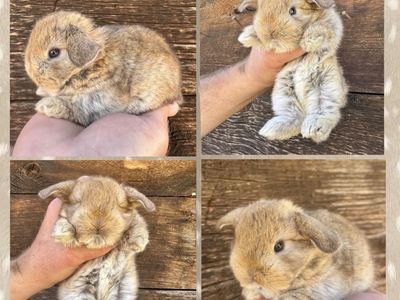 Pedigreed Holland Lops