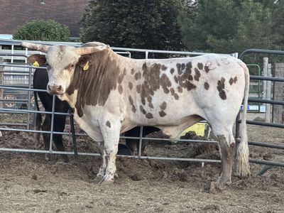 5yr Old Bucking Bull