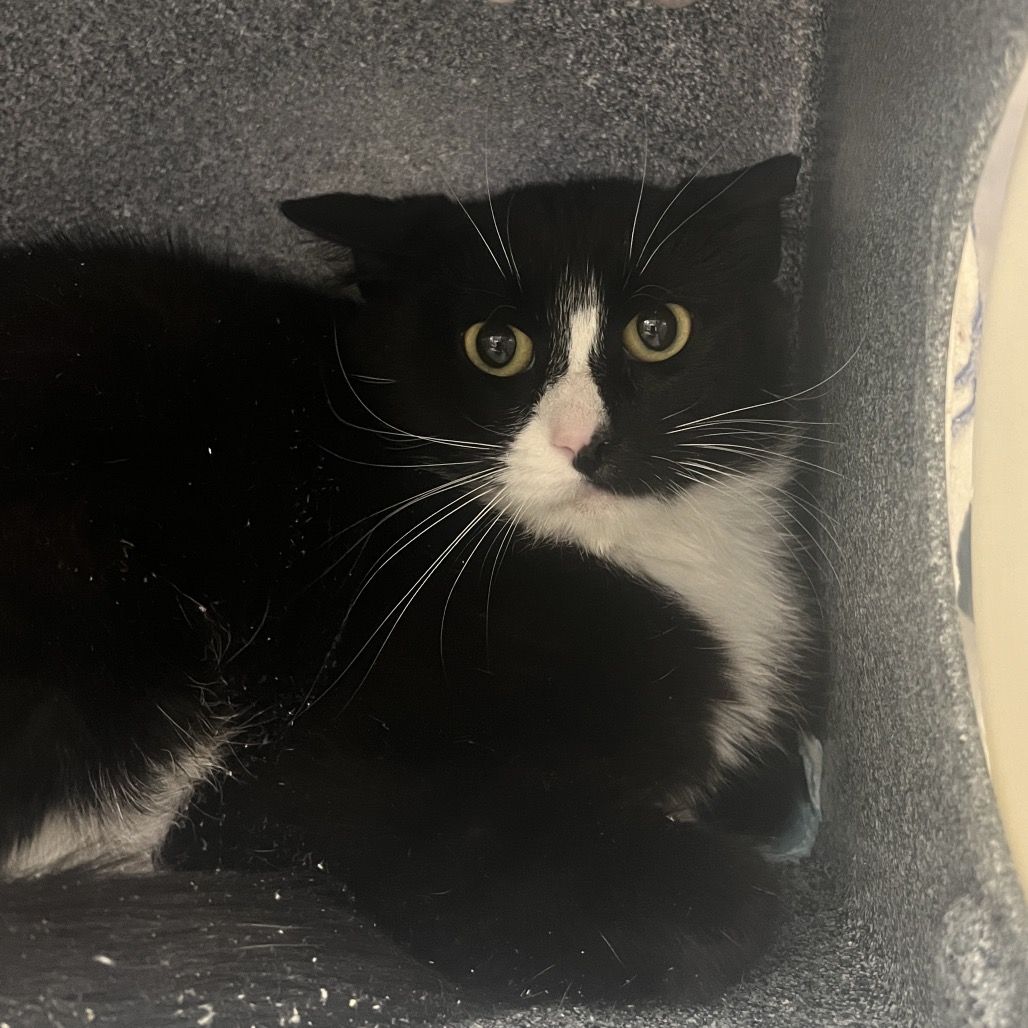 Hello my name is Mocha