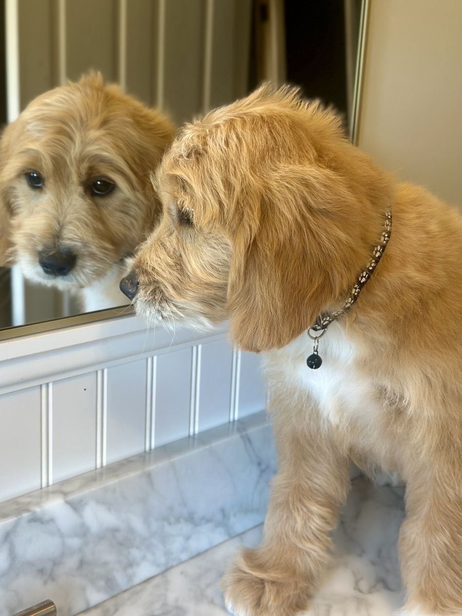 MATURE English Cream Goldendoodle BOYS