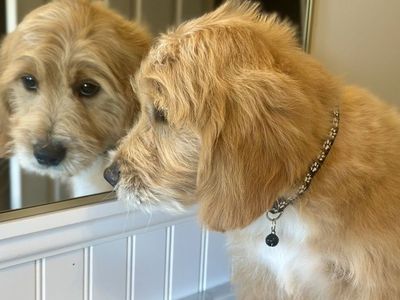 MATURE English Cream Goldendoodle BOYS