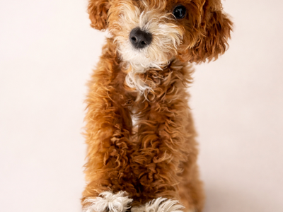 NEW Micro Goldendoodle stud
