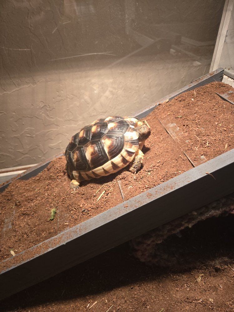 Marginated Tortoise seeking new home