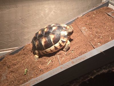 Marginated Tortoise seeking new home