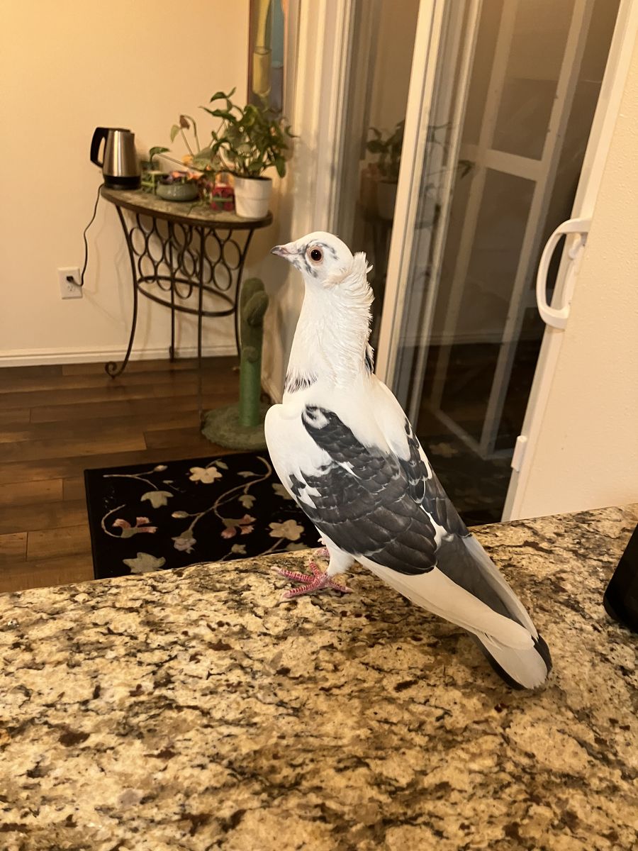 Pet Pigeon