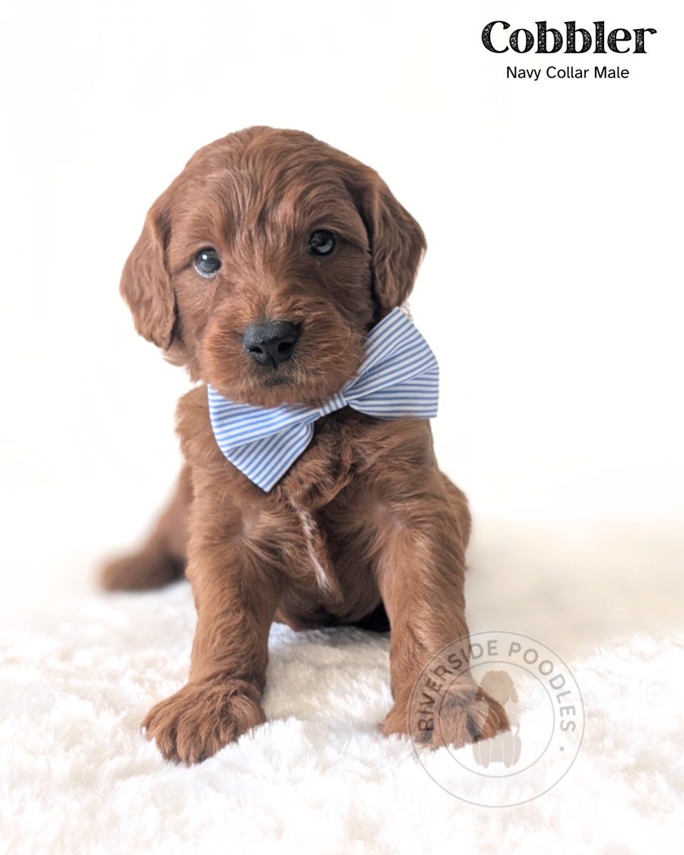 F1 Mini Goldendoodles