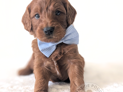 F1 Mini Goldendoodles
