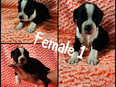 Boston Terrier, Cocker Spaniel