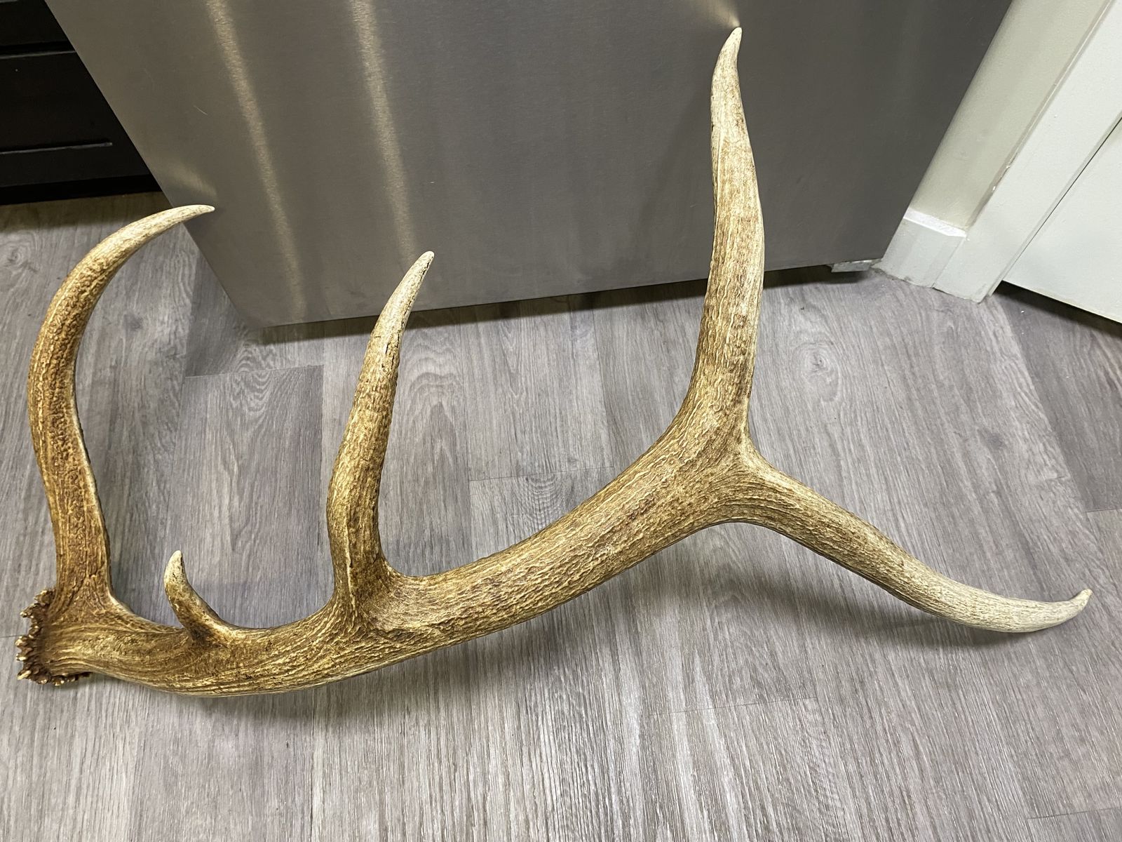 Massive Brown 5 Point Elk Shed 50 6/8” Beam!  