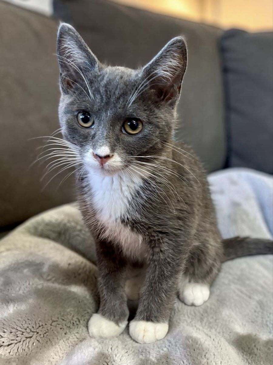 Purr Machine! Russian Blue Mix Boy Kitten