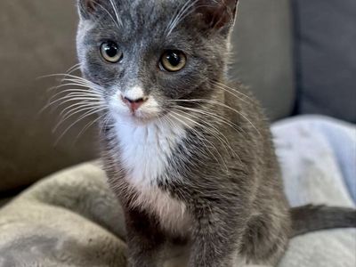 Purr Machine! Russian Blue Mix Boy Kitten