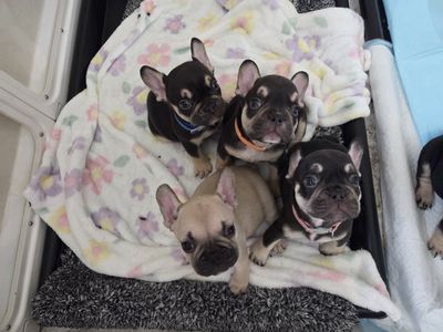 Frenchie Babies