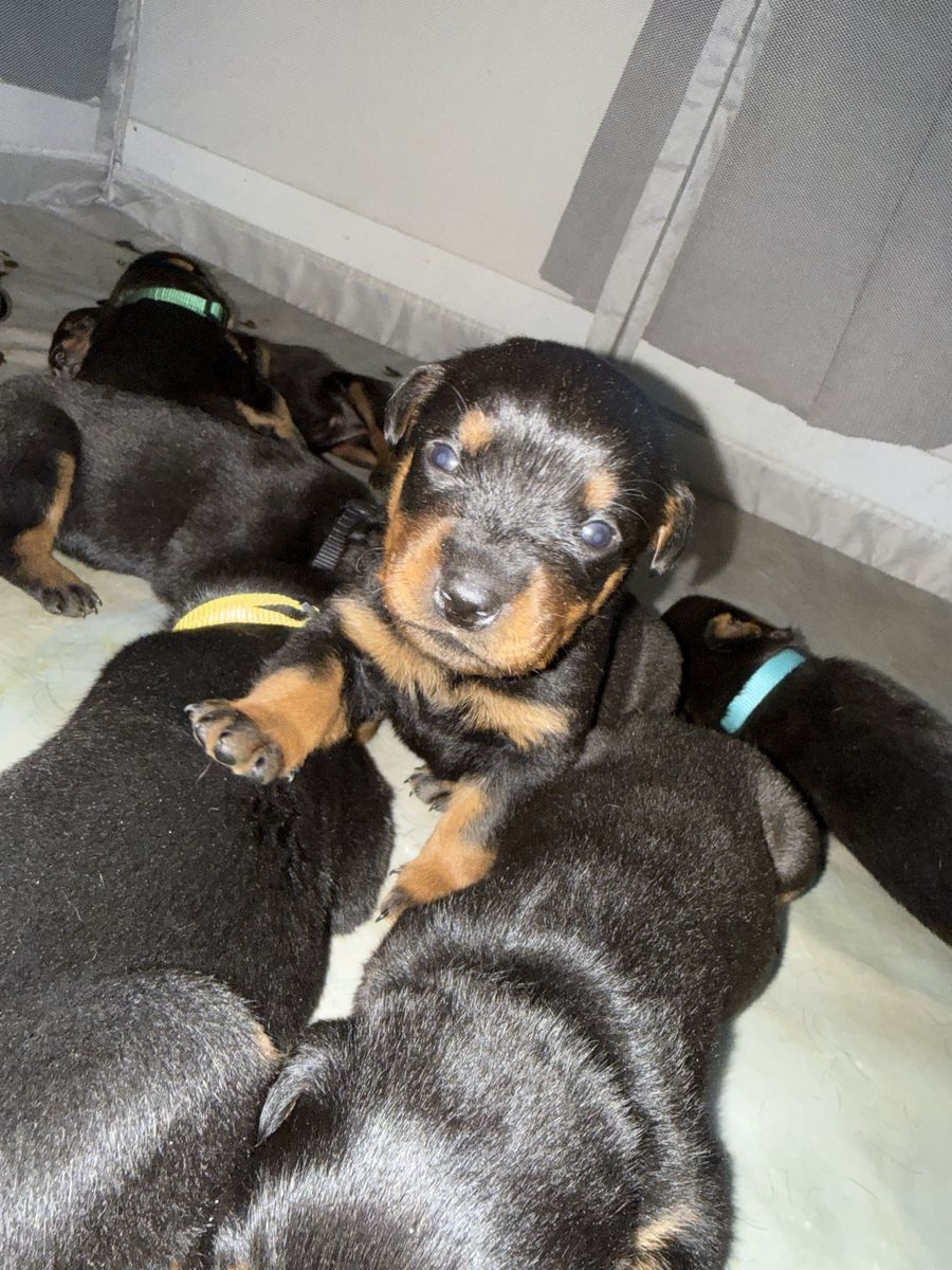 AKC German Rottweiler puppies
