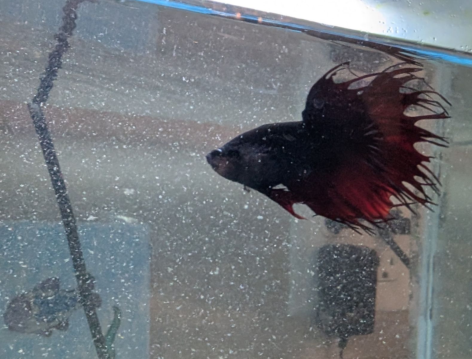 Free Betta Fish