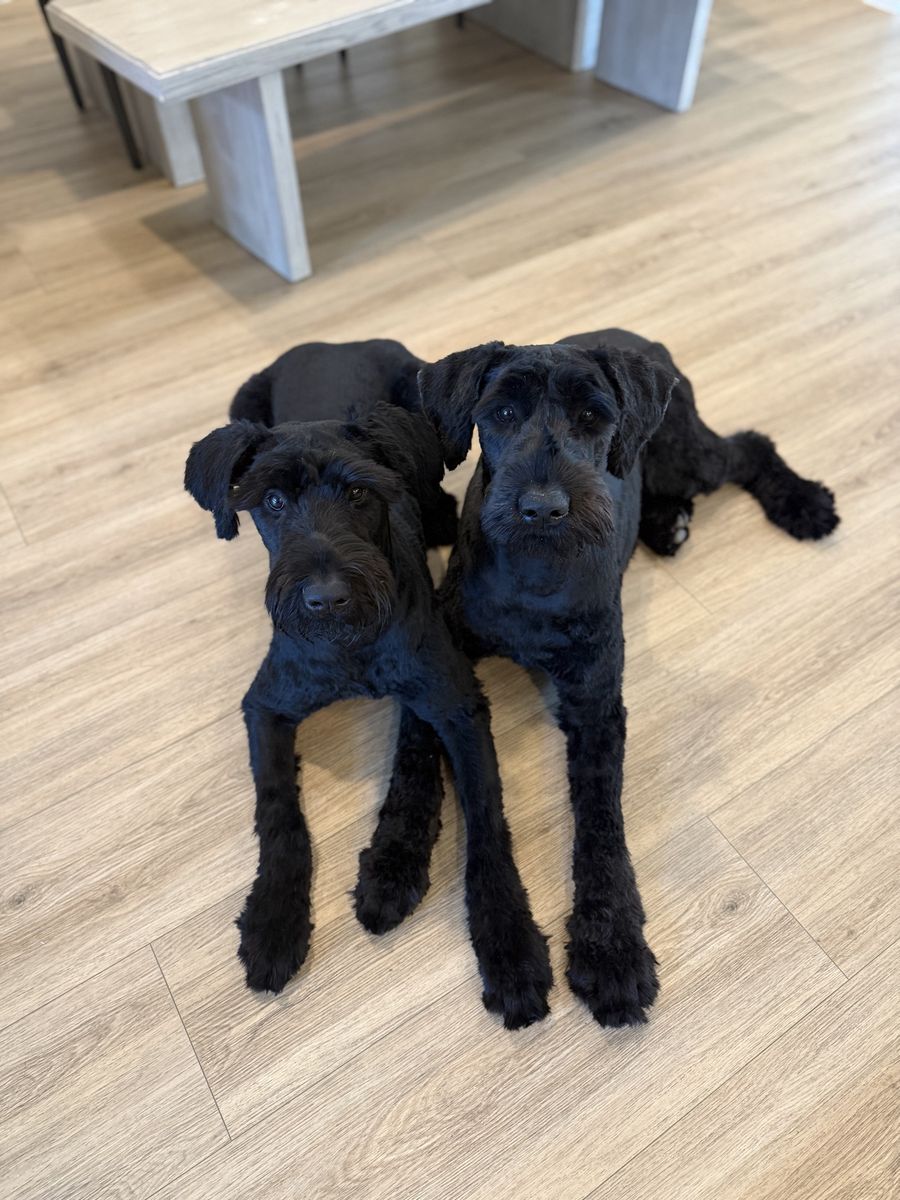 Two 1-Year-Old Female Giant Schnauzers (Dixie & Dottie) - Rehoming Pair