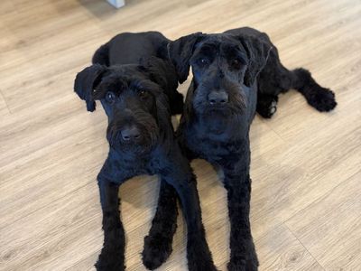 Two 1-Year-Old Female Giant Schnauzers (Dixie & Dottie) - Rehoming Pair