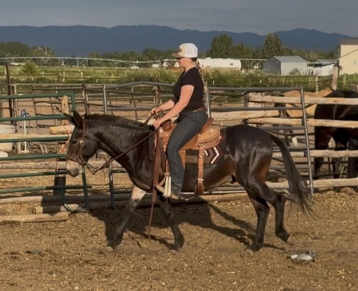 Riding Mule - Well-Trained Trail and Working Mule.
