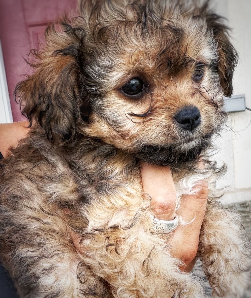 Teeny Toy sized girls Yorkie/Cavachon