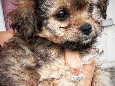 Teeny Toy sized girls Yorkie/Cavachon