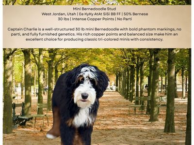 Captain Charlie - Mini Bernedoodle Stud, 30 lbs, 50% Bernese, Copper Points