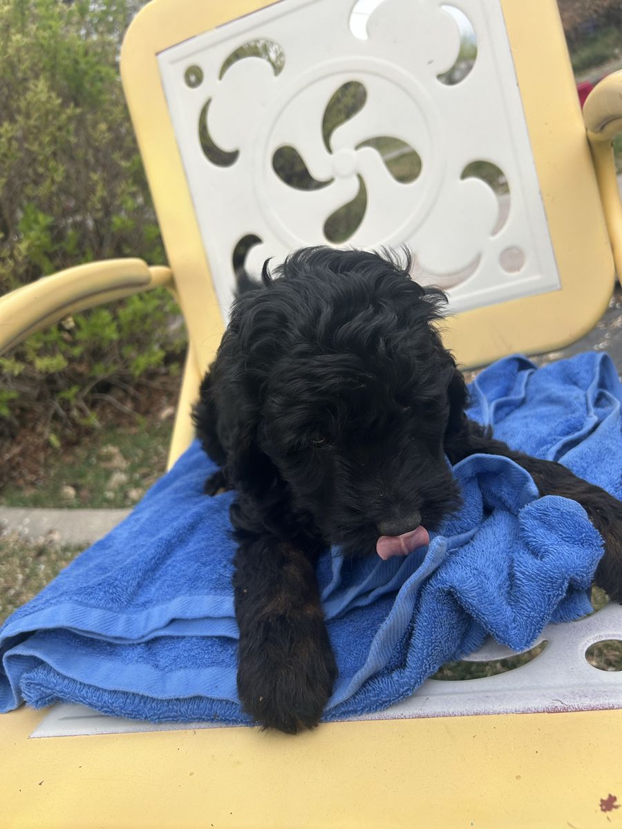 F1BGoldendoodle Rare Phantom Coloring