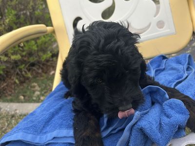 F1BGoldendoodle Rare Phantom Coloring