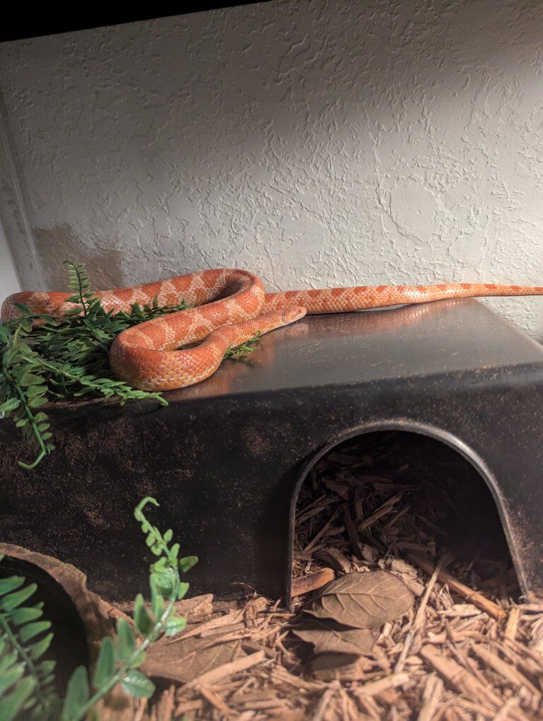 Male Cornsnake