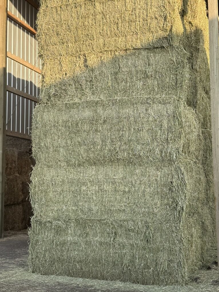 HORSE QUALITY ALFALFA 3x4