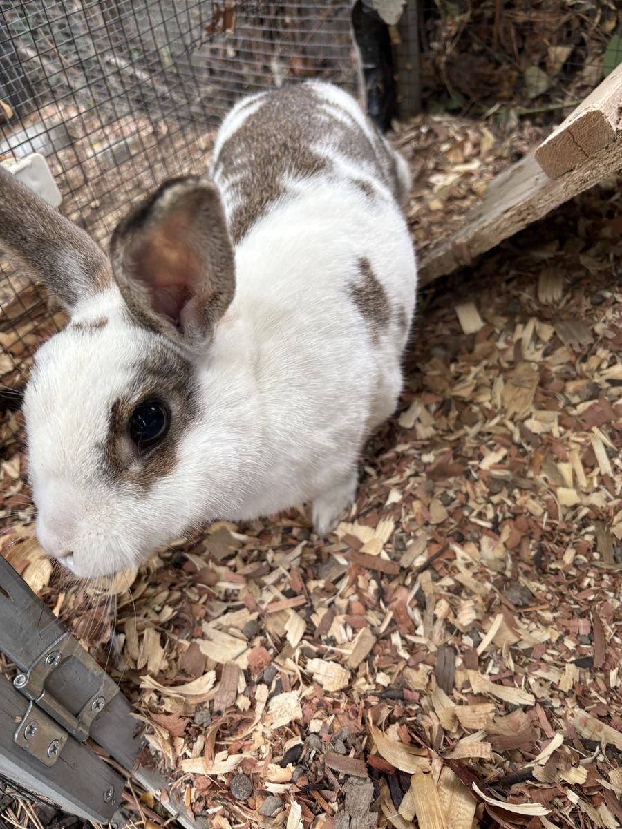 Free Mini Rex rabbit
