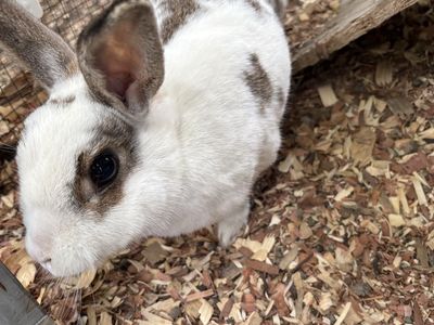 Free Mini Rex rabbit