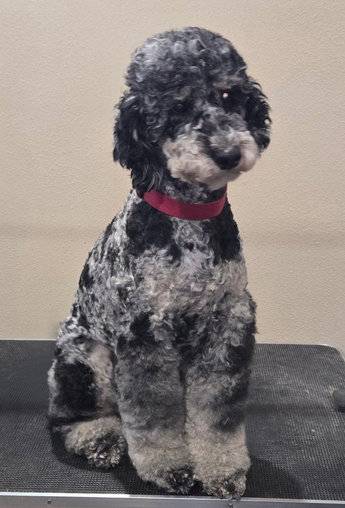 AKC Poodle Stud for sale!