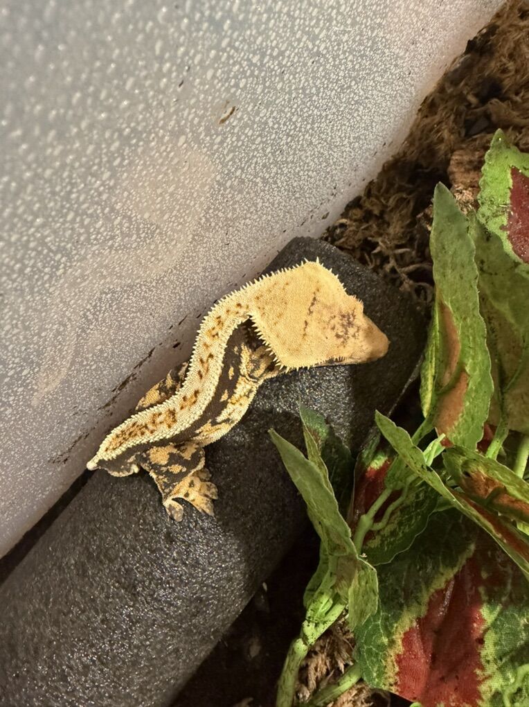 Male Crested Gecko
