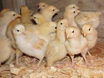 Chicks!